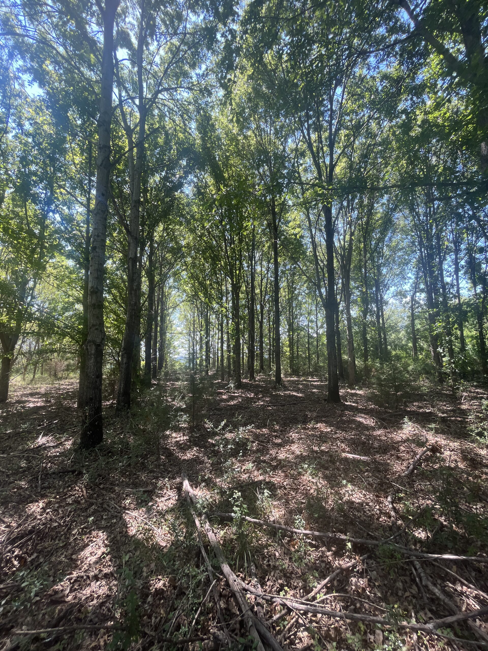 389 Acres Hunting & Timberland with Cabin in Autauga County, Alabama