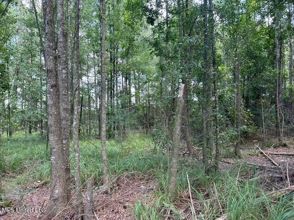 14+- Acre Homesite and Hunting Land for Sale Summit MS