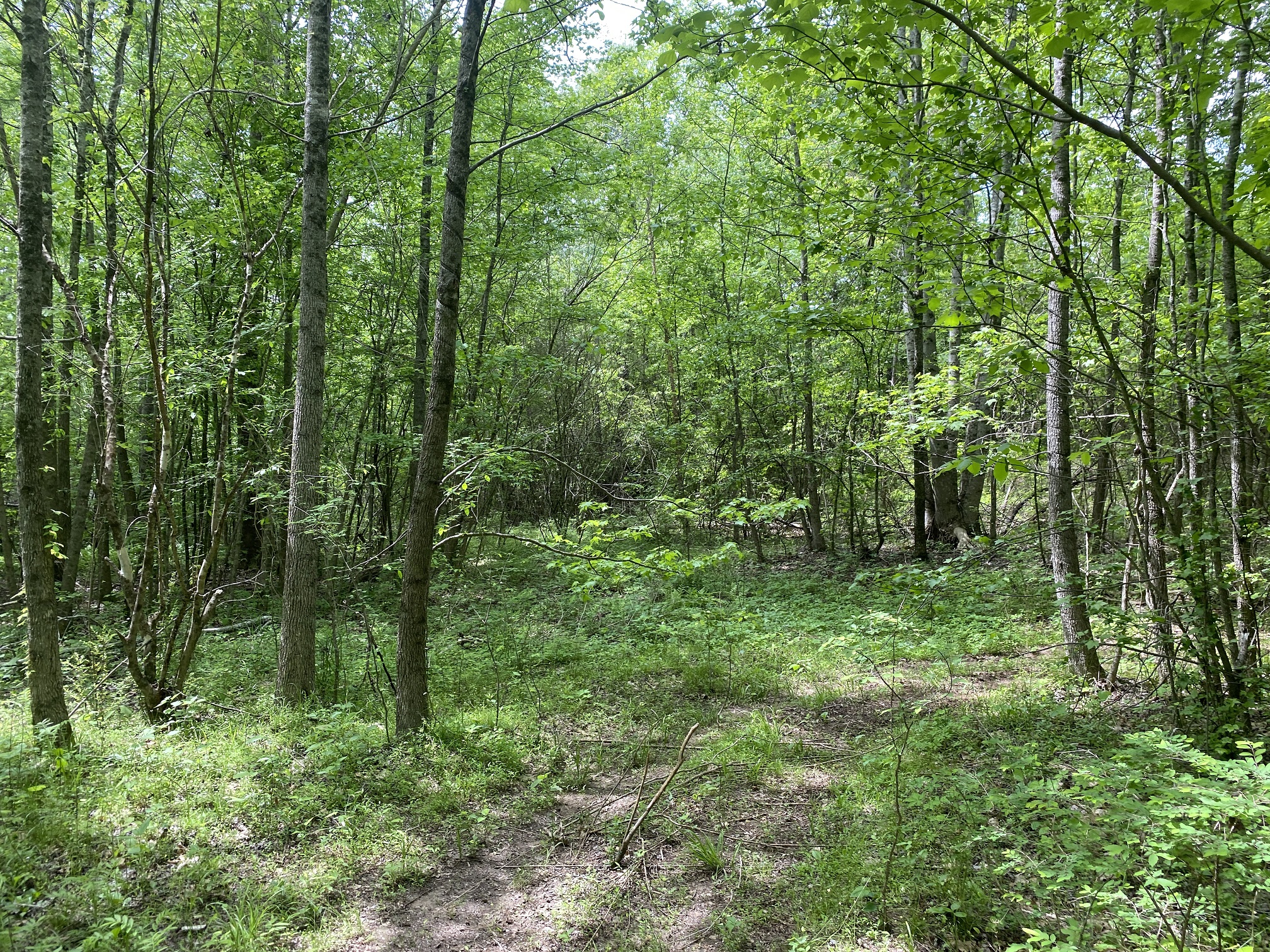 LAND FOR SALE IN TN, CREEKS, OPEN LAND, WOODED, CITY WATER