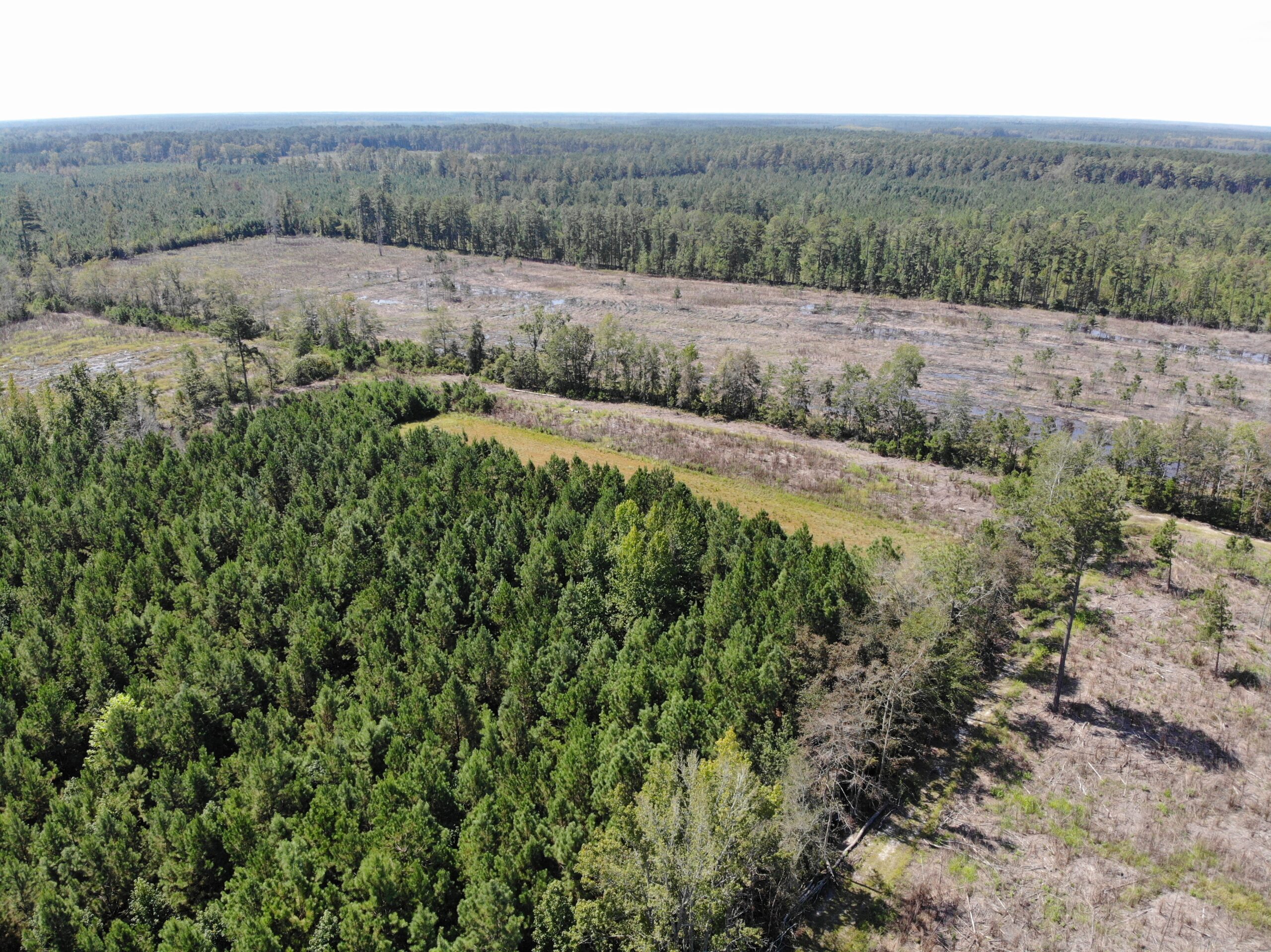106+ acres of land for recreation, timber, and habitat management in Bamberg, SC!