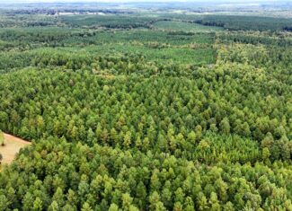 Surveyed Land with Timber, Soils, and Power Ready to Build