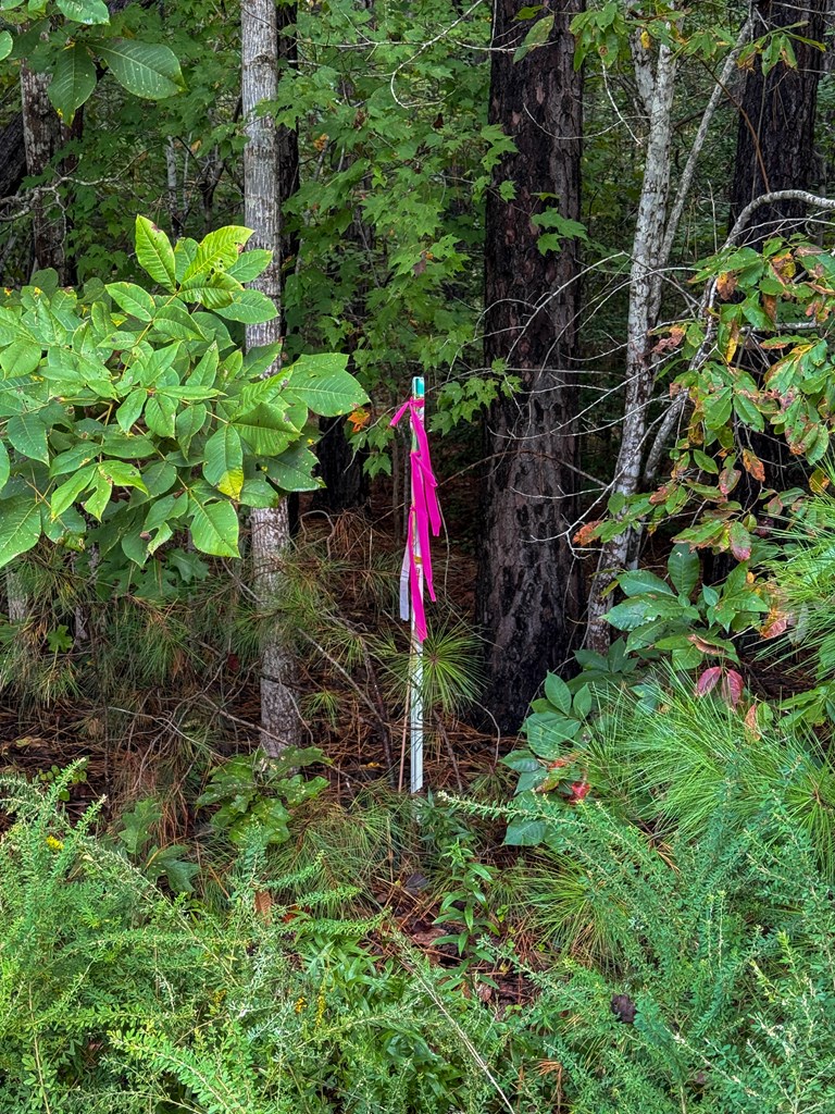Surveyed Land with Timber, Soils, and Power Ready to Build