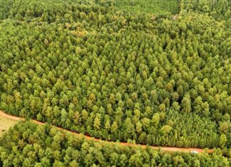 Surveyed Land with Timber, Soils, and Power Ready to Build