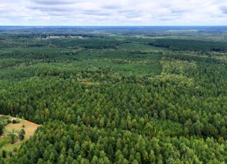 Surveyed Land with Timber, Soils, and Power Ready to Build