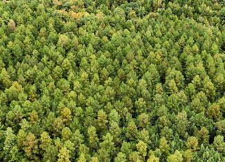 Surveyed Land with Timber, Soils, and Power Ready to Build