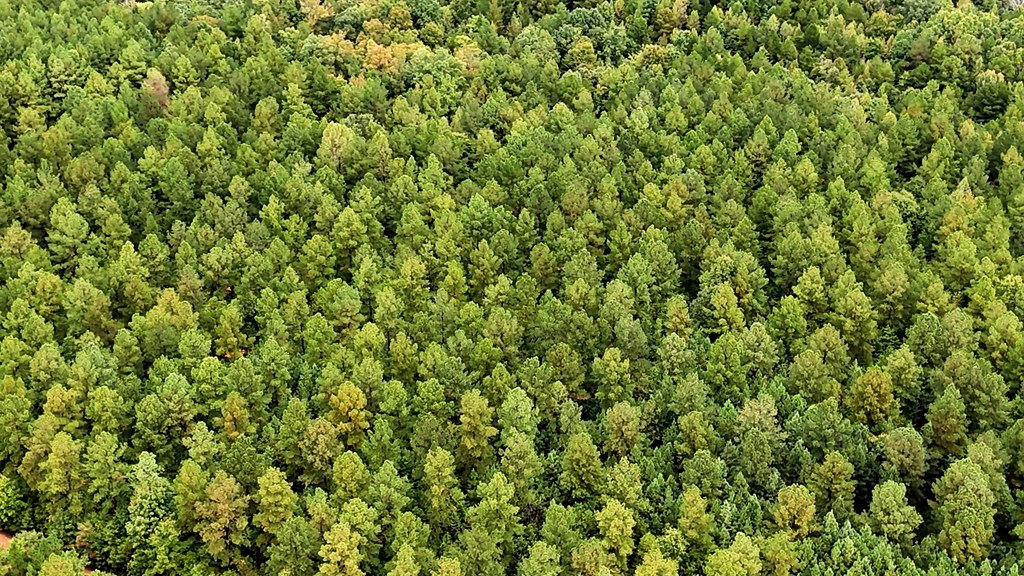 Surveyed Land with Timber, Soils, and Power Ready to Build