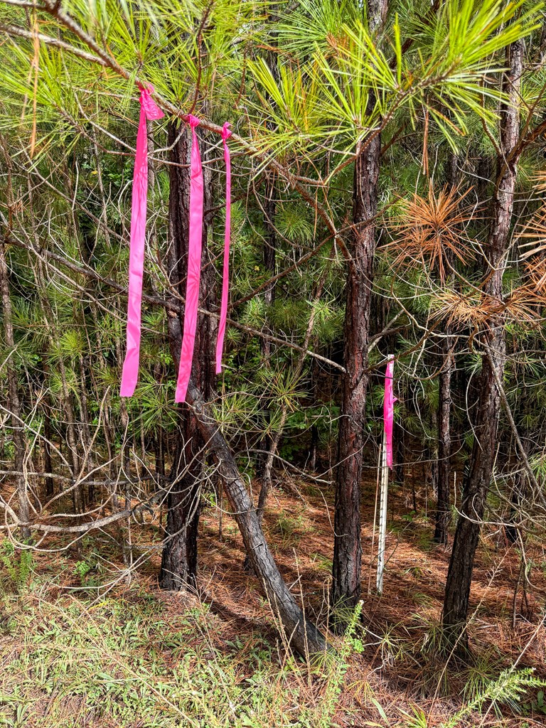 Surveyed Land with Timber, Soils, and Power Ready to Build