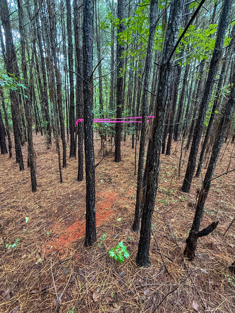 Surveyed Land with Timber, Soils, and Power Ready to Build