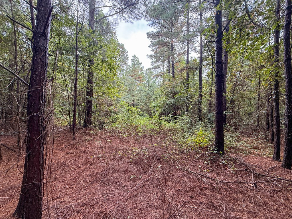 Surveyed Land with Timber, Soils, and Power Ready to Build