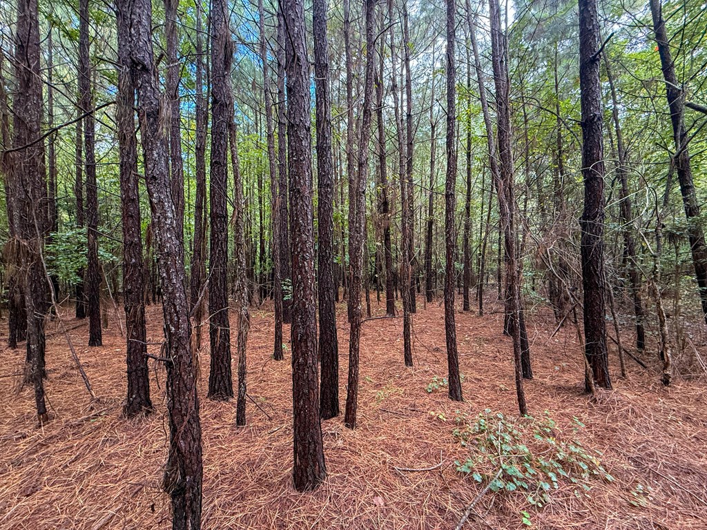 Surveyed Land with Timber, Soils, and Power Ready to Build