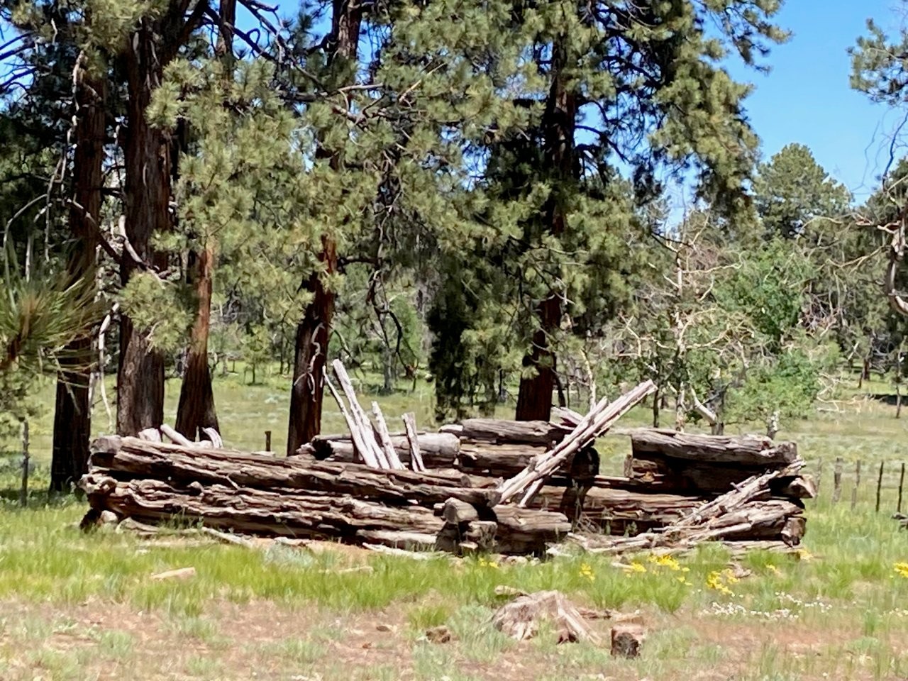 161 Acres San Juan Mountain Land for Sale in Placerville, CO