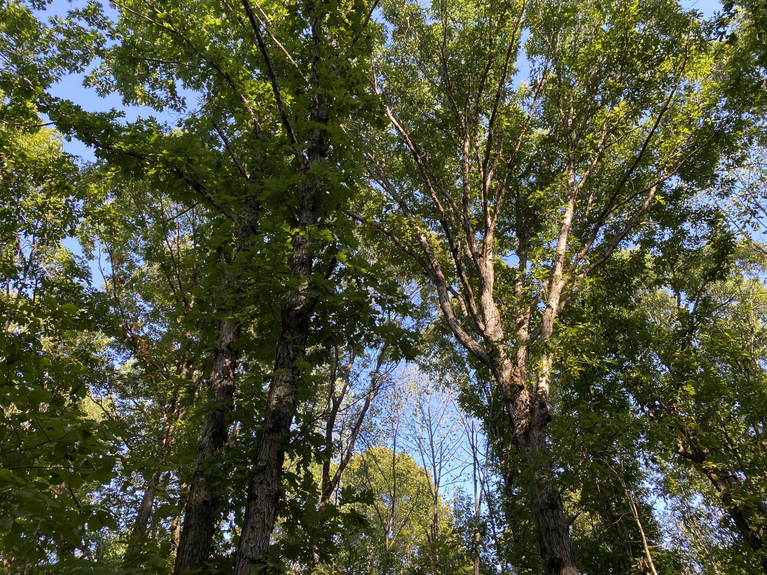 HUNTING CAMP FOR SALE IN TN. CABIN & STORAGE, 58 ACRES+/-