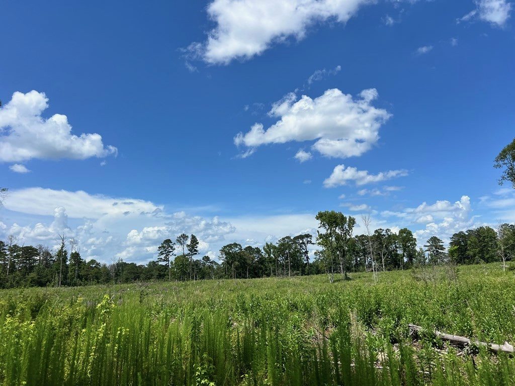 Land for Sale in Amite County, MS