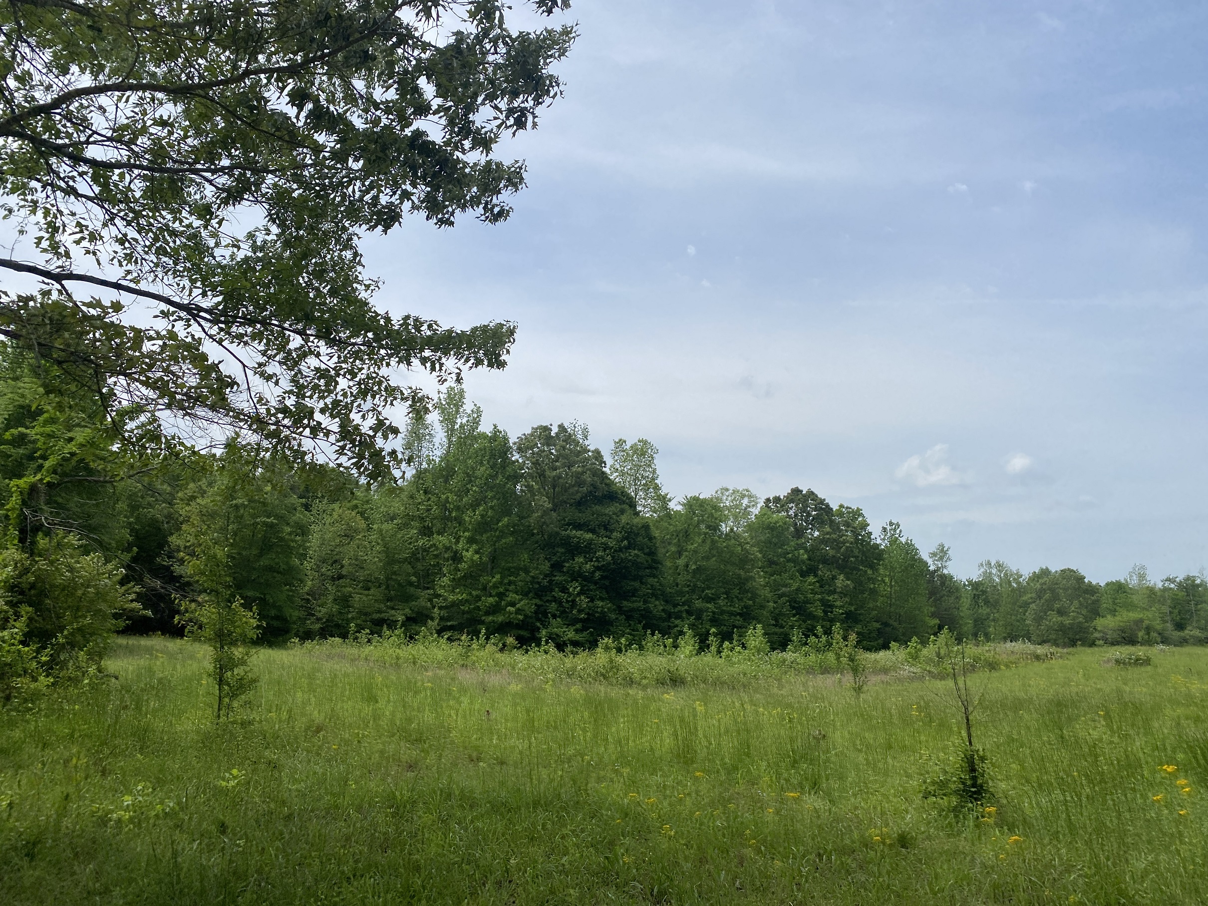 LAND FOR SALE IN TN, CREEKS, OPEN LAND, WOODED, CITY WATER