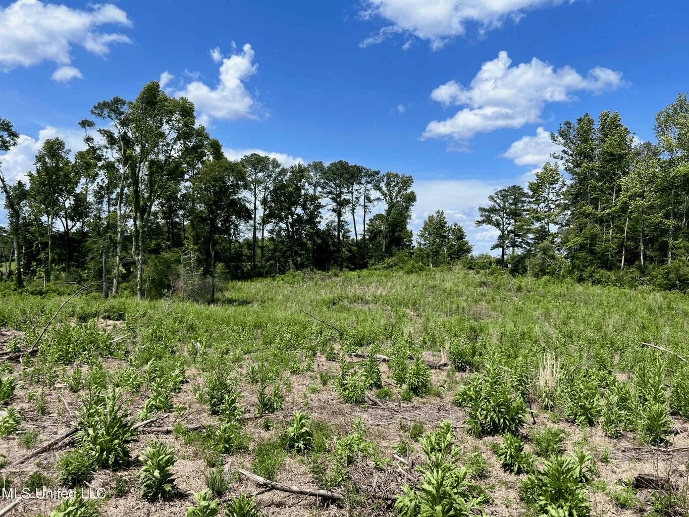 Land for Sale in Amite County, MS