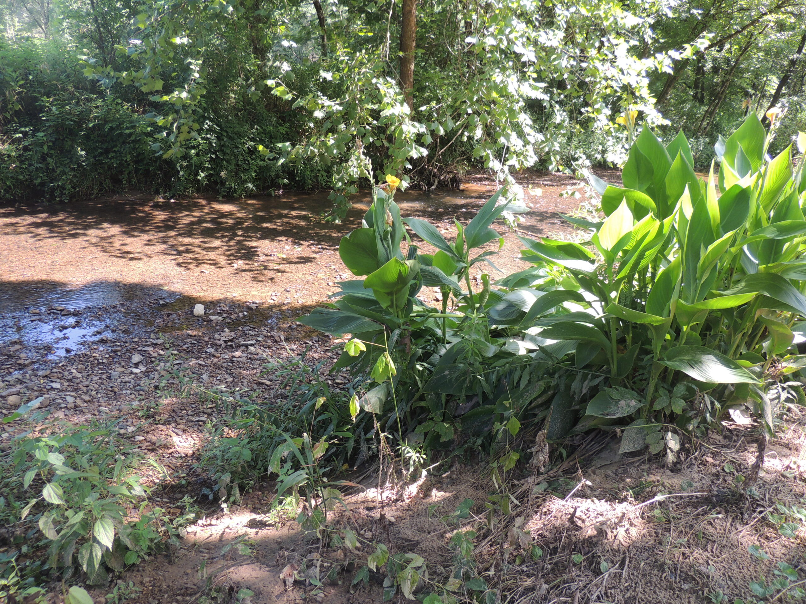 DEER HUNTING PROPERTY FOR SALE IN TN