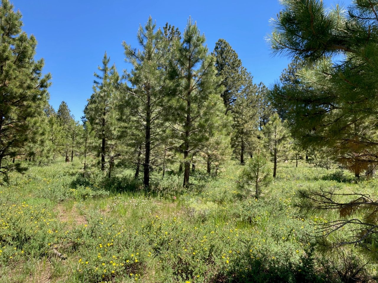 161 Acres San Juan Mountain Land for Sale in Placerville, CO