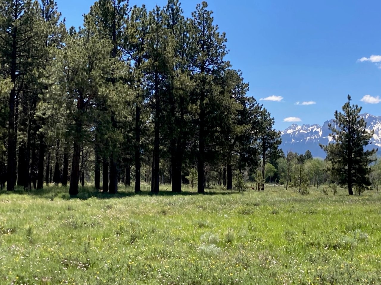 161 Acres San Juan Mountain Land for Sale in Placerville, CO