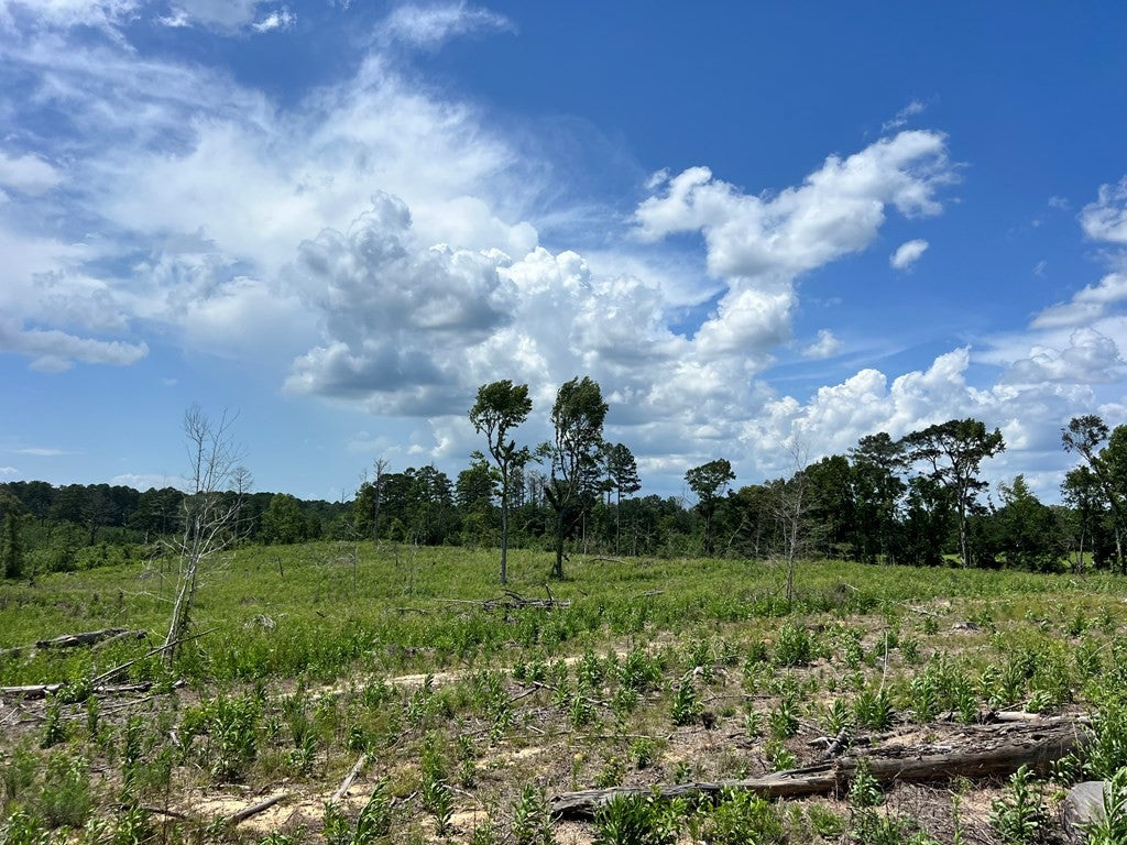 Land for Sale in Amite County, MS