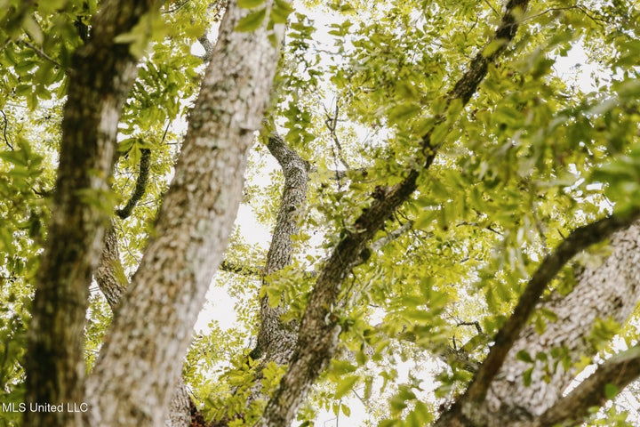 Land for Sale in Lincoln County, MS