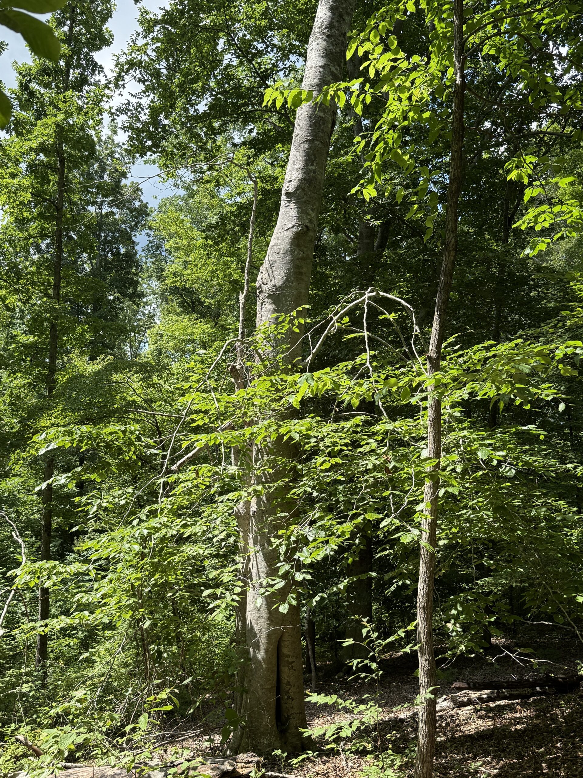 DEER HUNTING PROPERTY FOR SALE IN TN