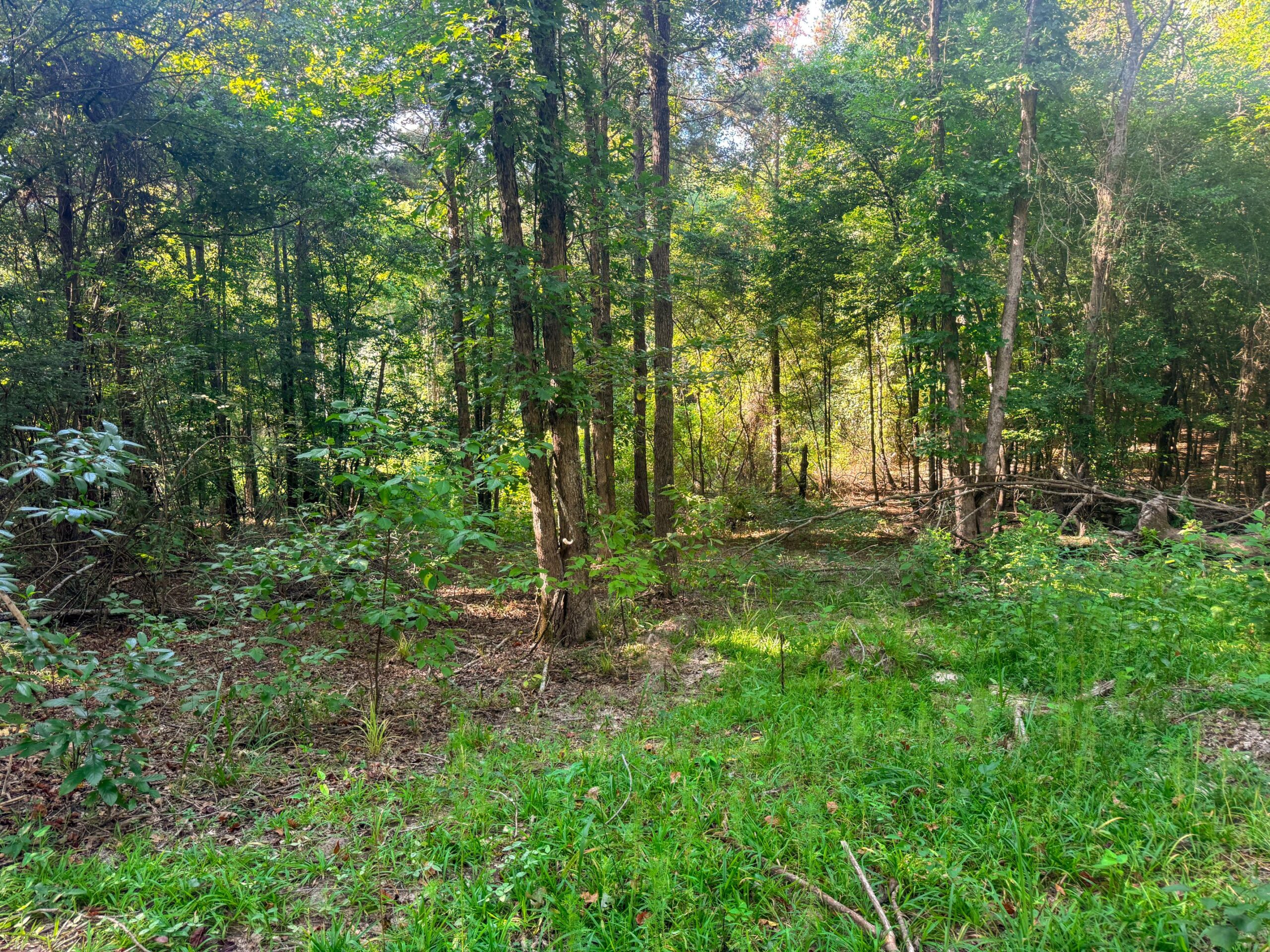 9.025 Acres Timber and Hunting Land for Sale NE Lincoln Parish