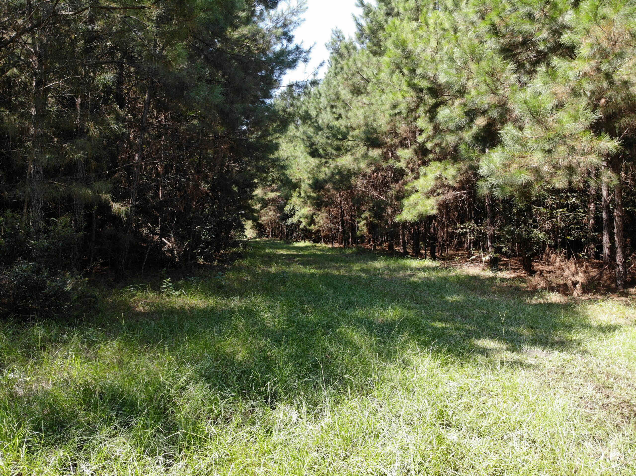 106+ acres of land for recreation, timber, and habitat management in Bamberg, SC!