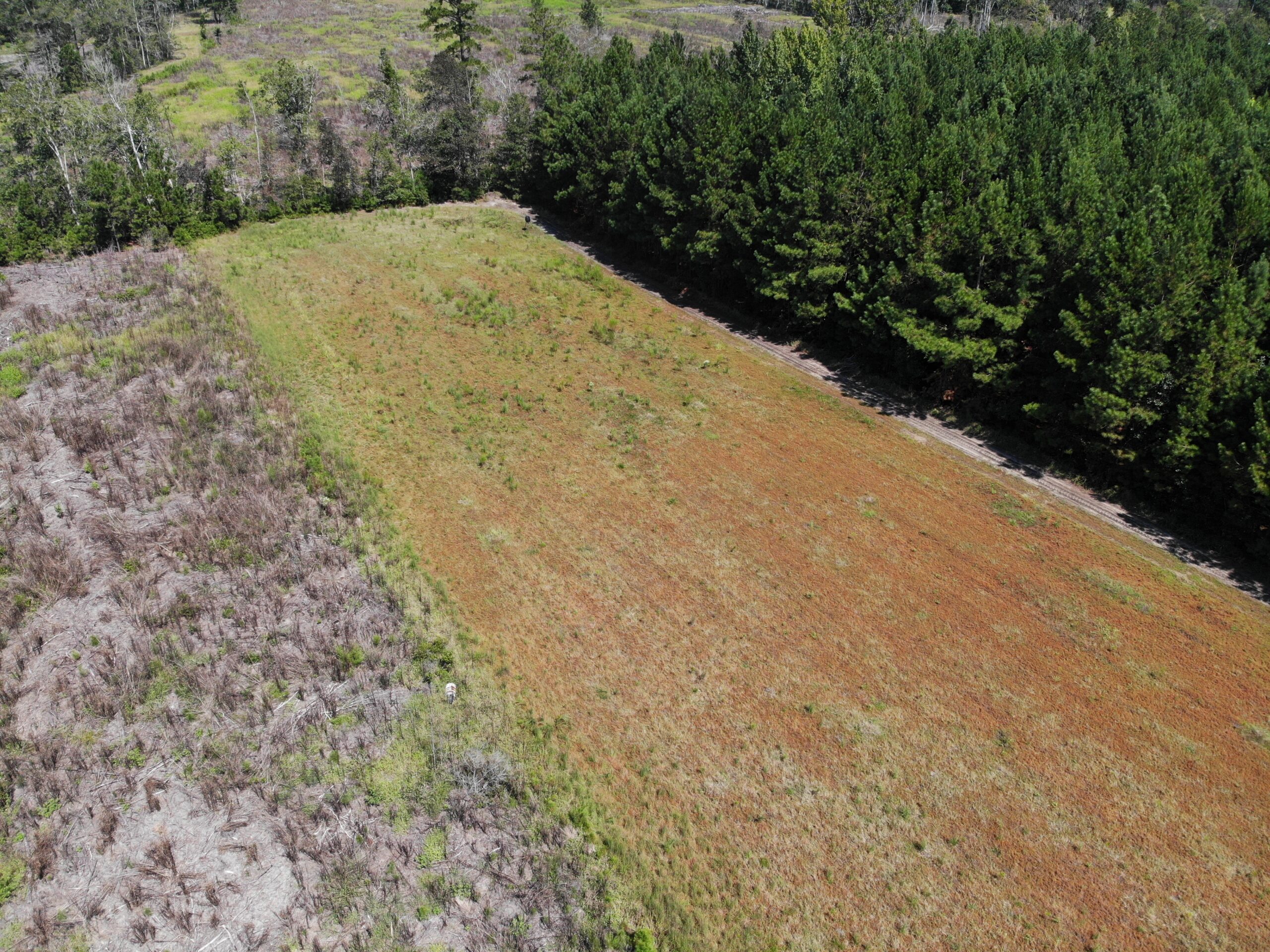 106+ acres of land for recreation, timber, and habitat management in Bamberg, SC!