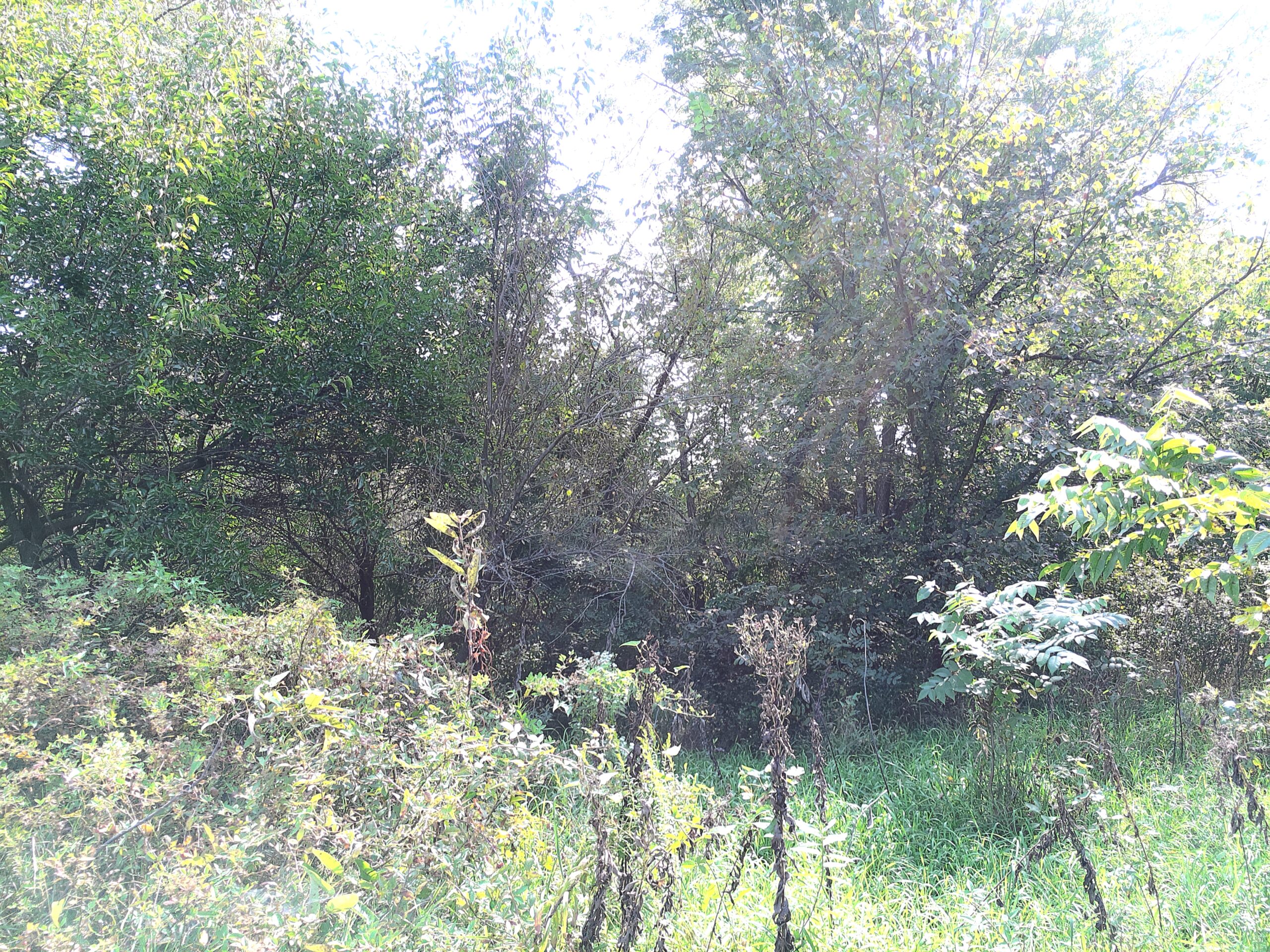 78 Acres of Farm, Hunting and Recreational Land