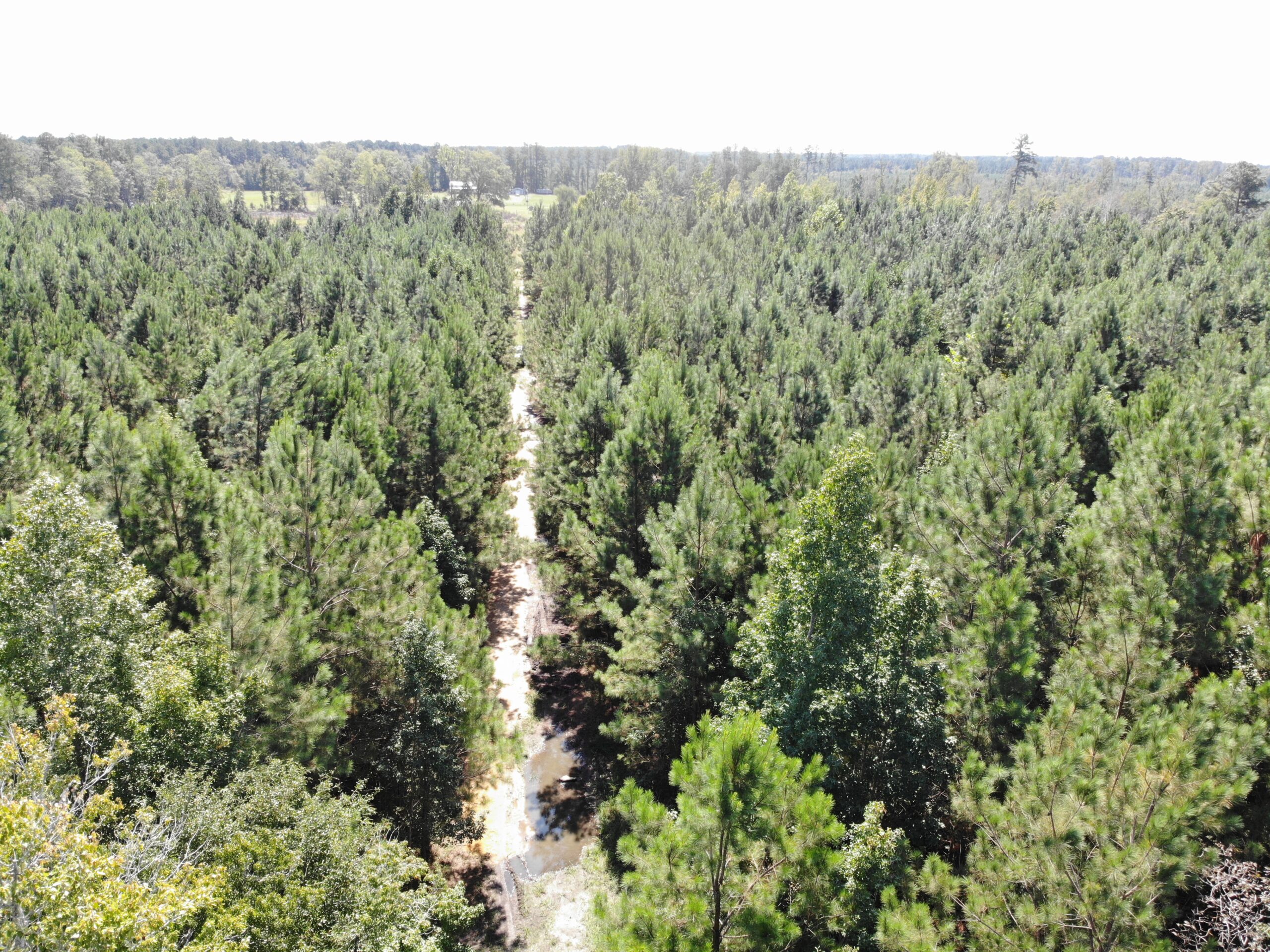 106+ acres of land for recreation, timber, and habitat management in Bamberg, SC!