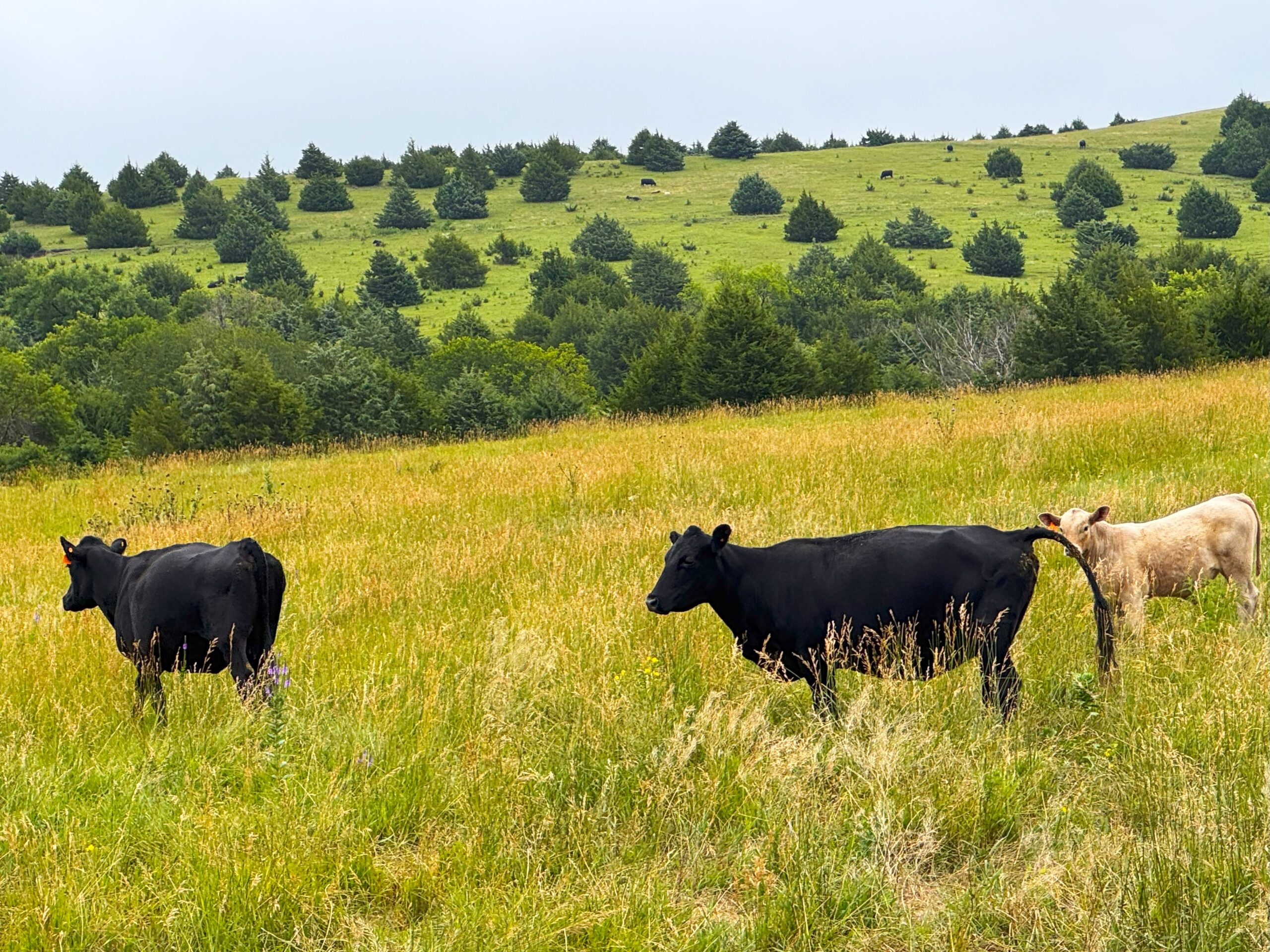 NEBRASKA MERIDIAN CANYON HUNTING & RANCH LAND