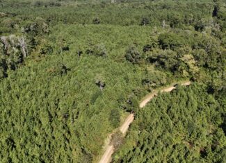 Timberland for Sale Union Parish – Arrant Place