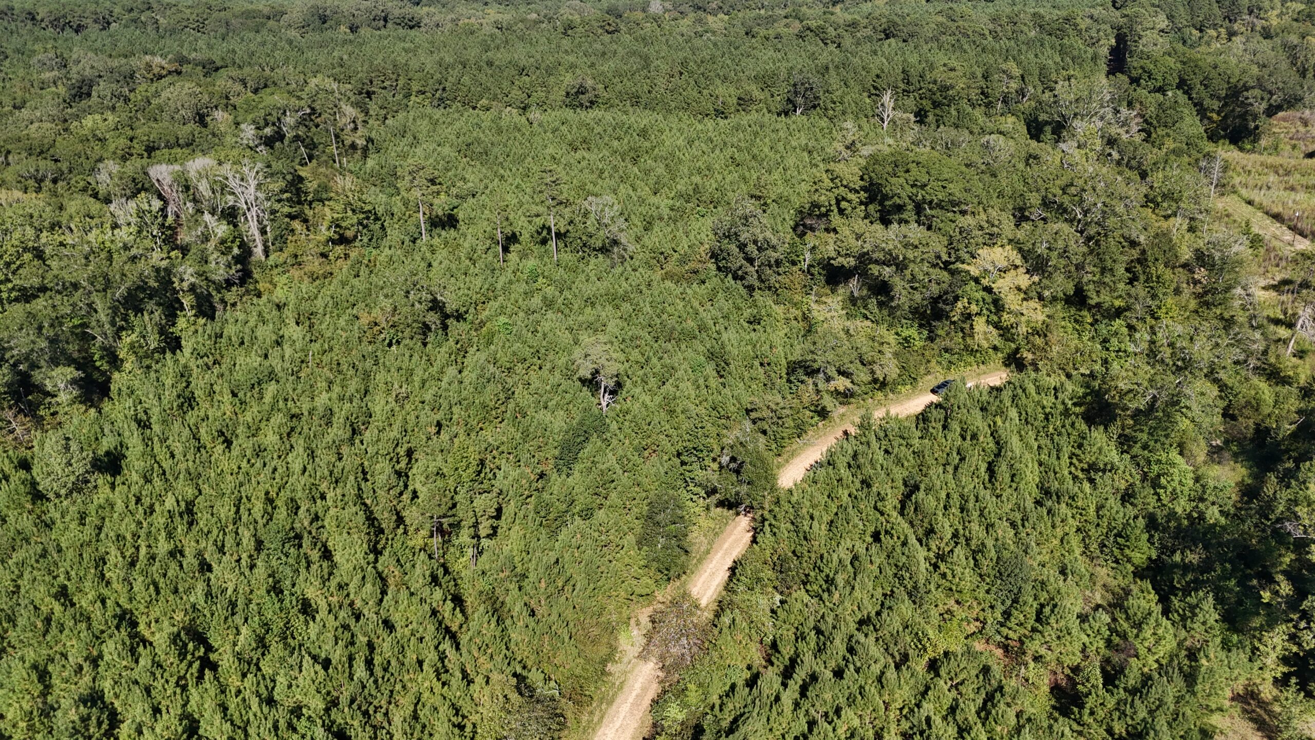 Timberland for Sale Union Parish – Arrant Place