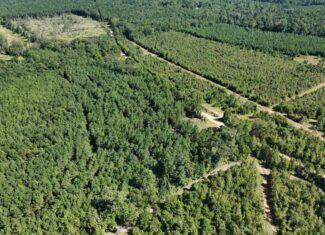 Hunting & Timberland For Sale in Union Parish-Traylor Place