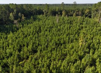 Small Hunting Tract for Sale in Marion, LA – Mclemore Tract