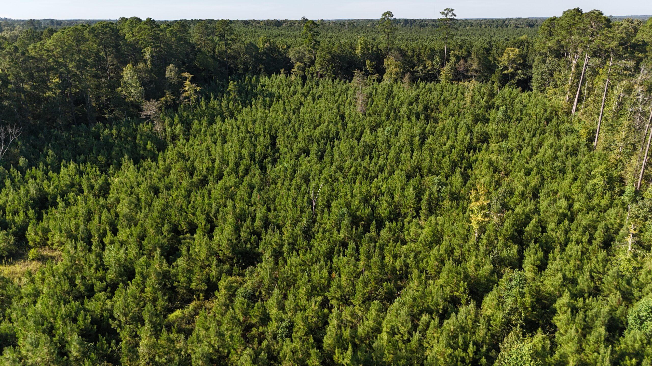 Small Hunting Tract for Sale in Marion, LA – Mclemore Tract