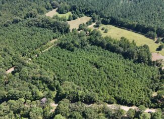 16 Acres Timberland for Sale in Union Parish – McBroom Tract