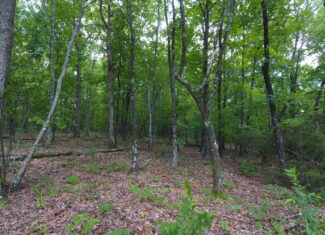 Prime Hunting & Recreational Property For Sale in Kingston AR