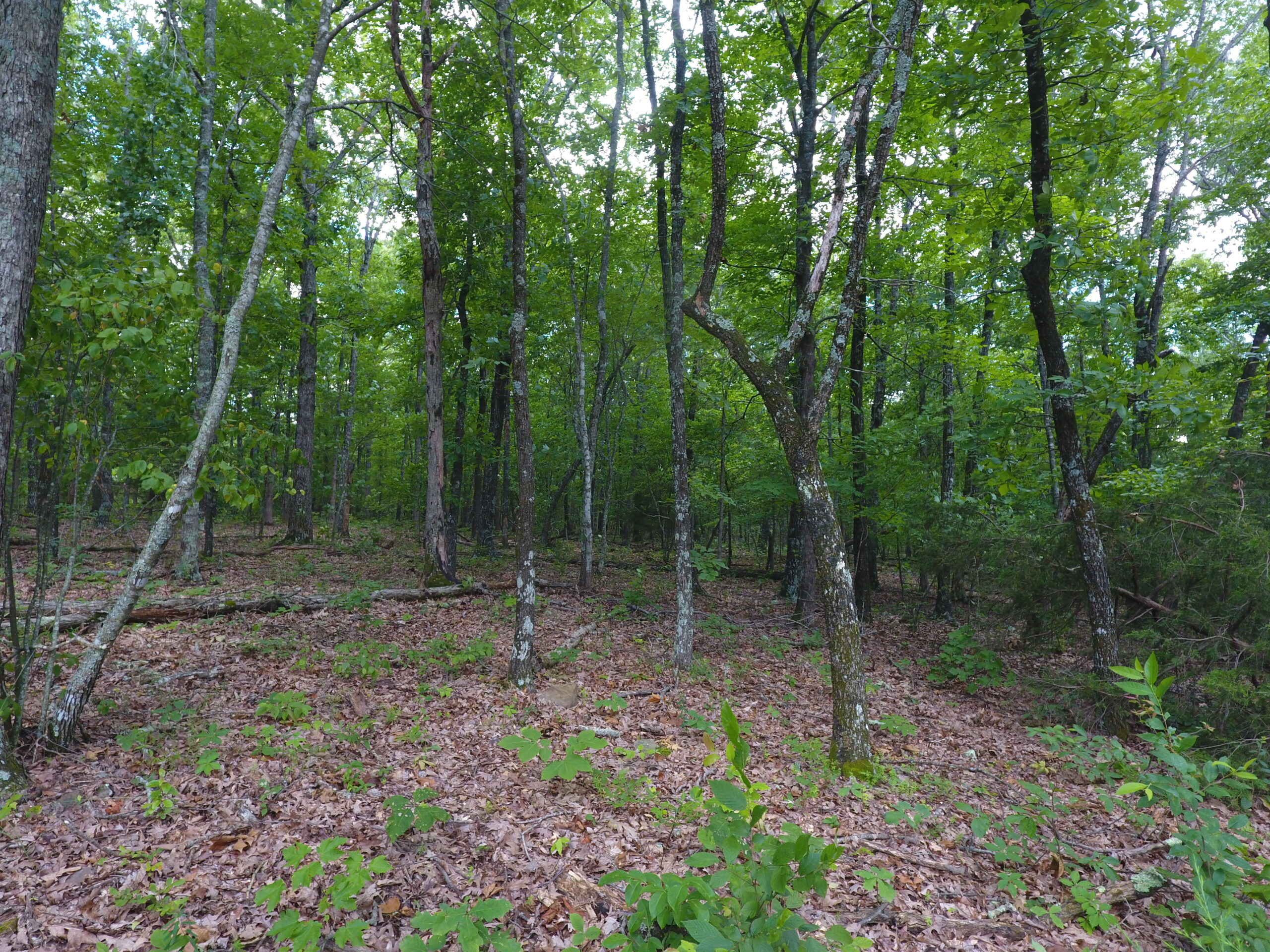 Prime Hunting & Recreational Property For Sale in Kingston AR