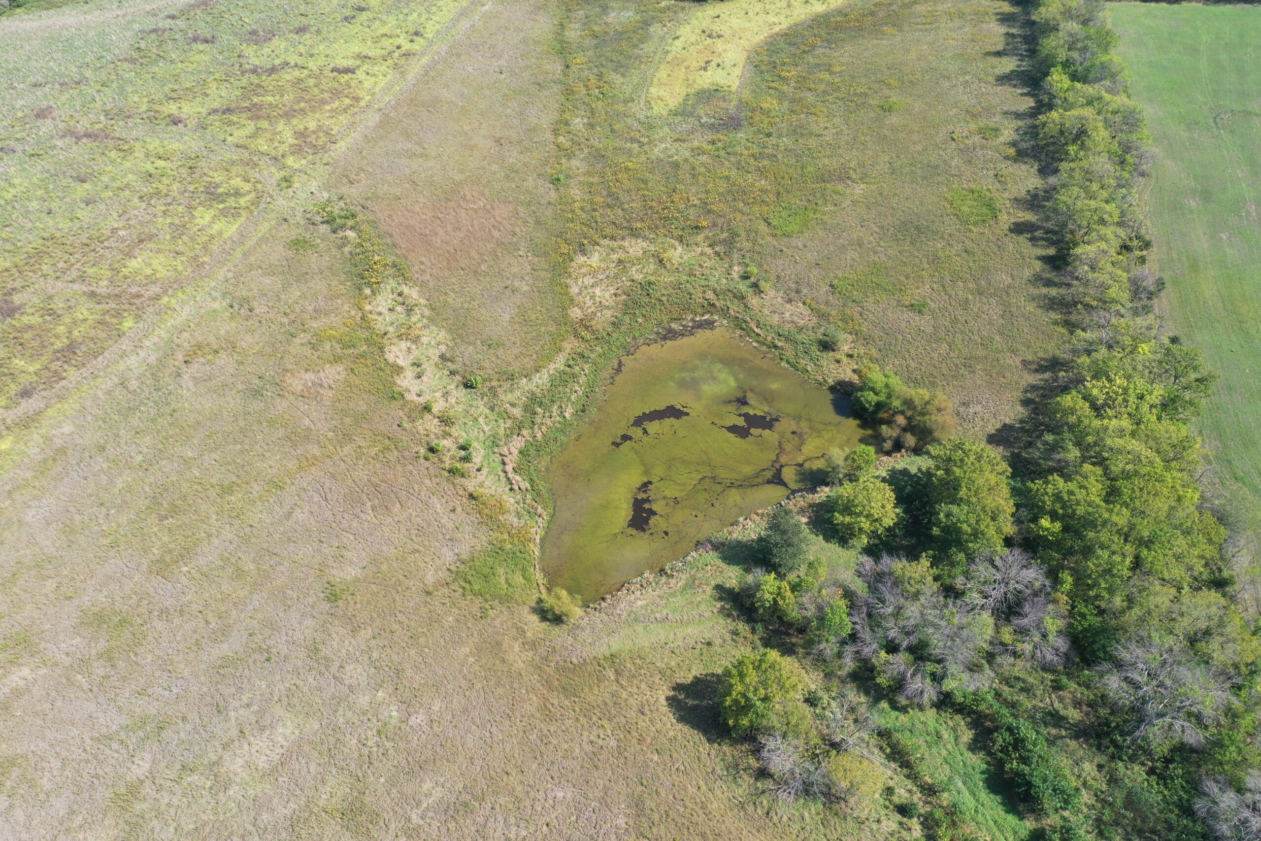 80 Acres near Hatfield, MO with CRP