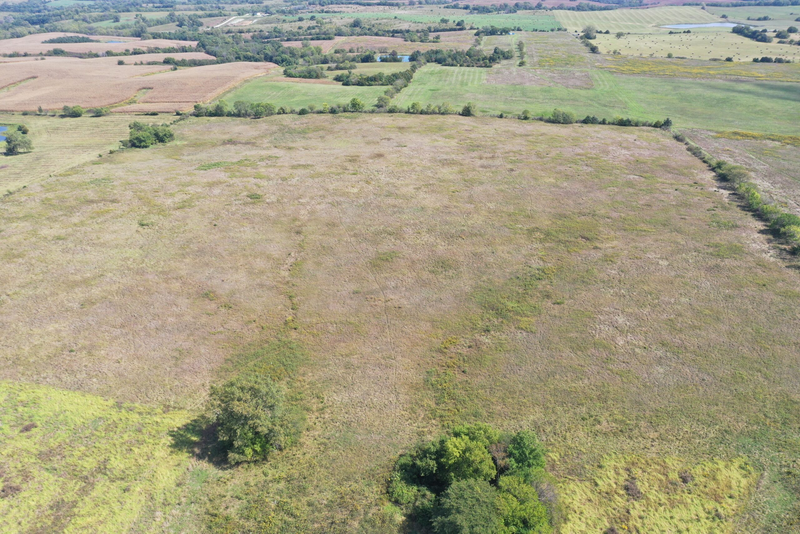 80 Acres near Hatfield, MO with CRP