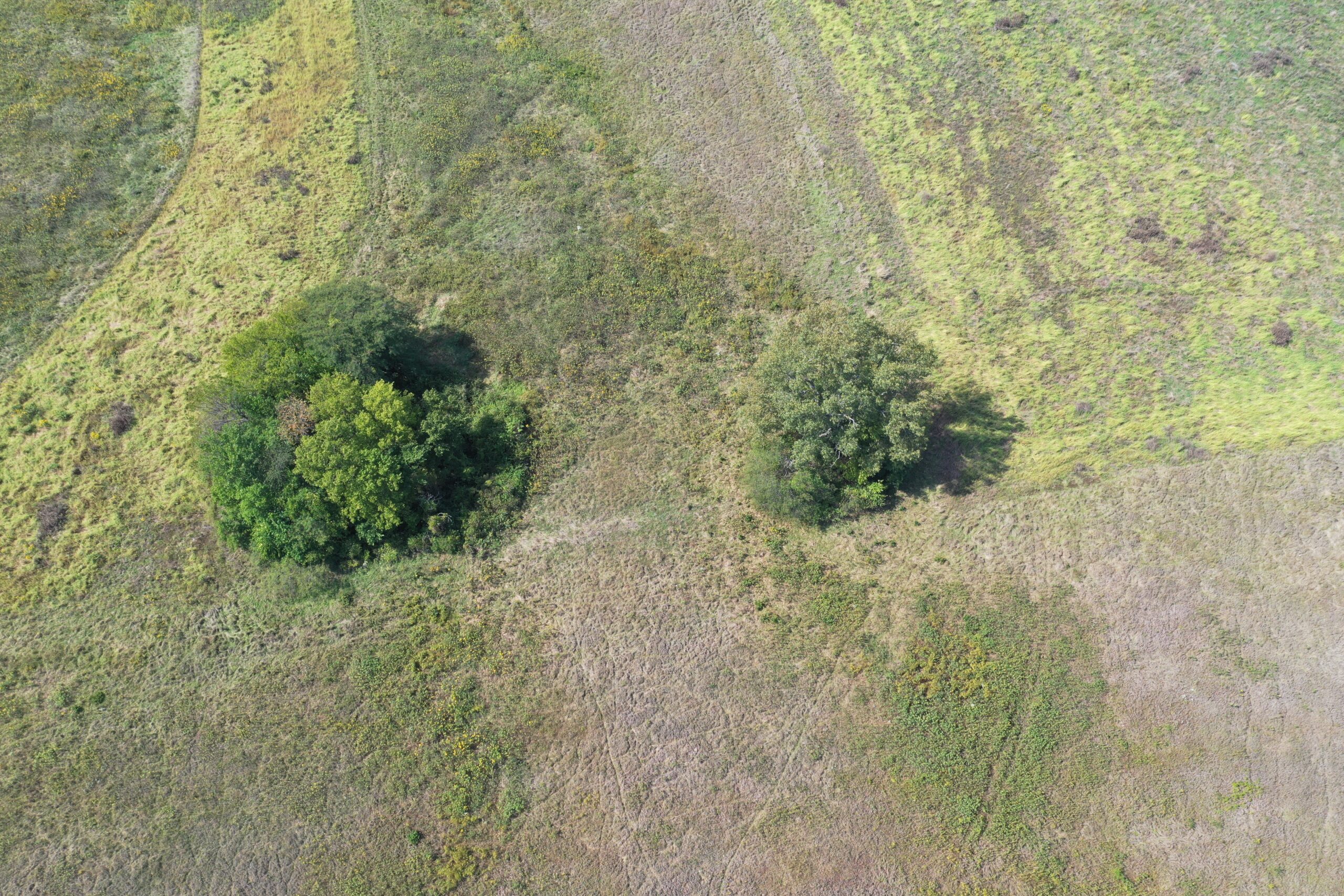 80 Acres near Hatfield, MO with CRP