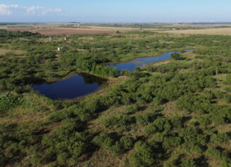 North Texas Ranch/Hunting Land for Sale with Minerals!