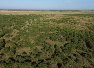 North Texas Ranch/Hunting Land for Sale with Minerals!