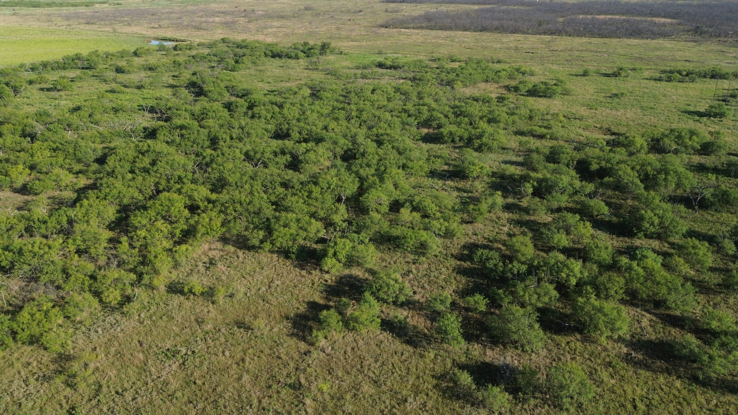 North Texas Ranch/Hunting Land for Sale with Minerals!