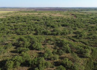 North Texas Ranch/Hunting Land for Sale with Minerals!