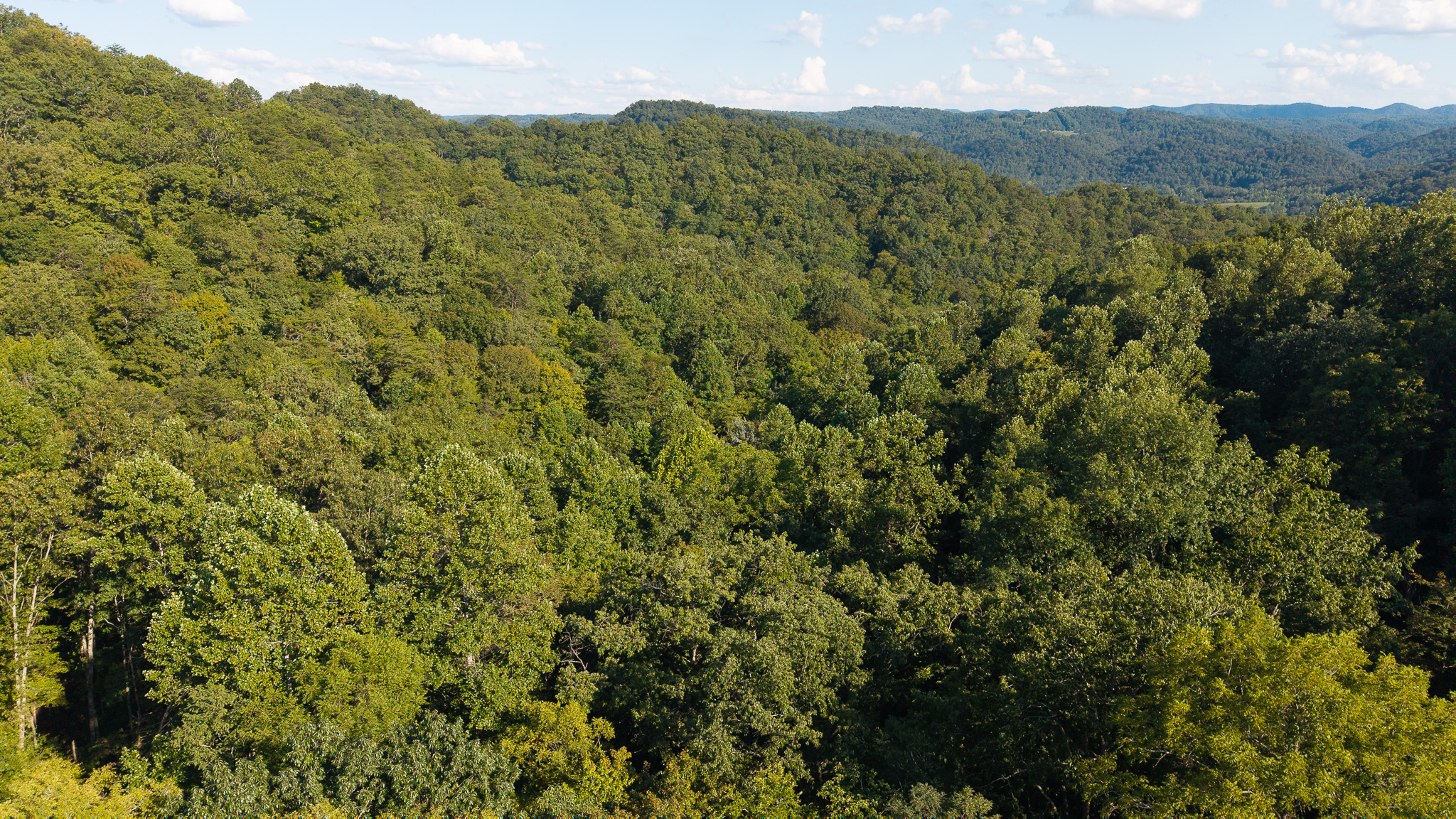 Appalachian Wilderness for Sale at Auction Hancock County TN