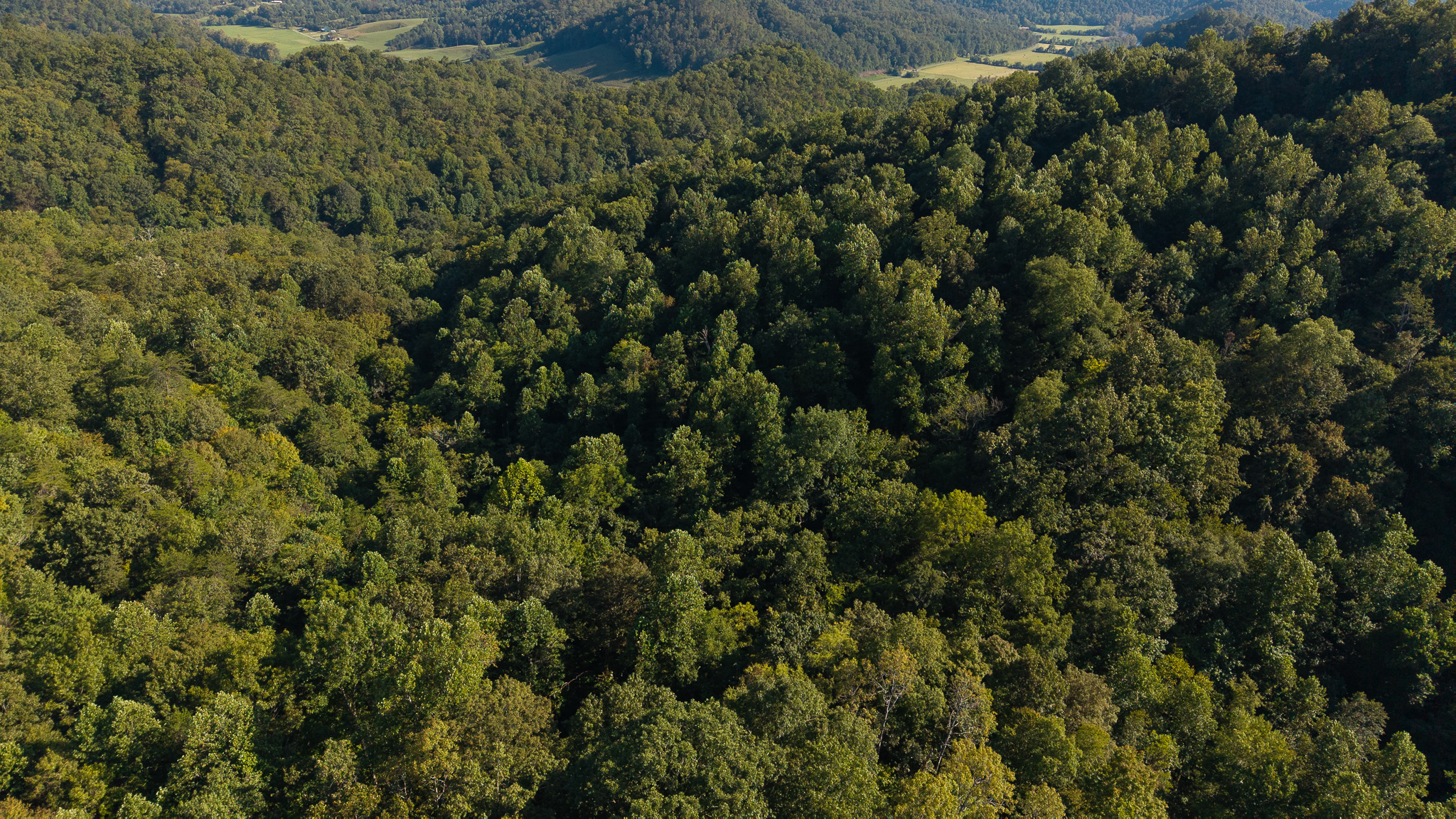Appalachian Wilderness for Sale at Auction Hancock County TN