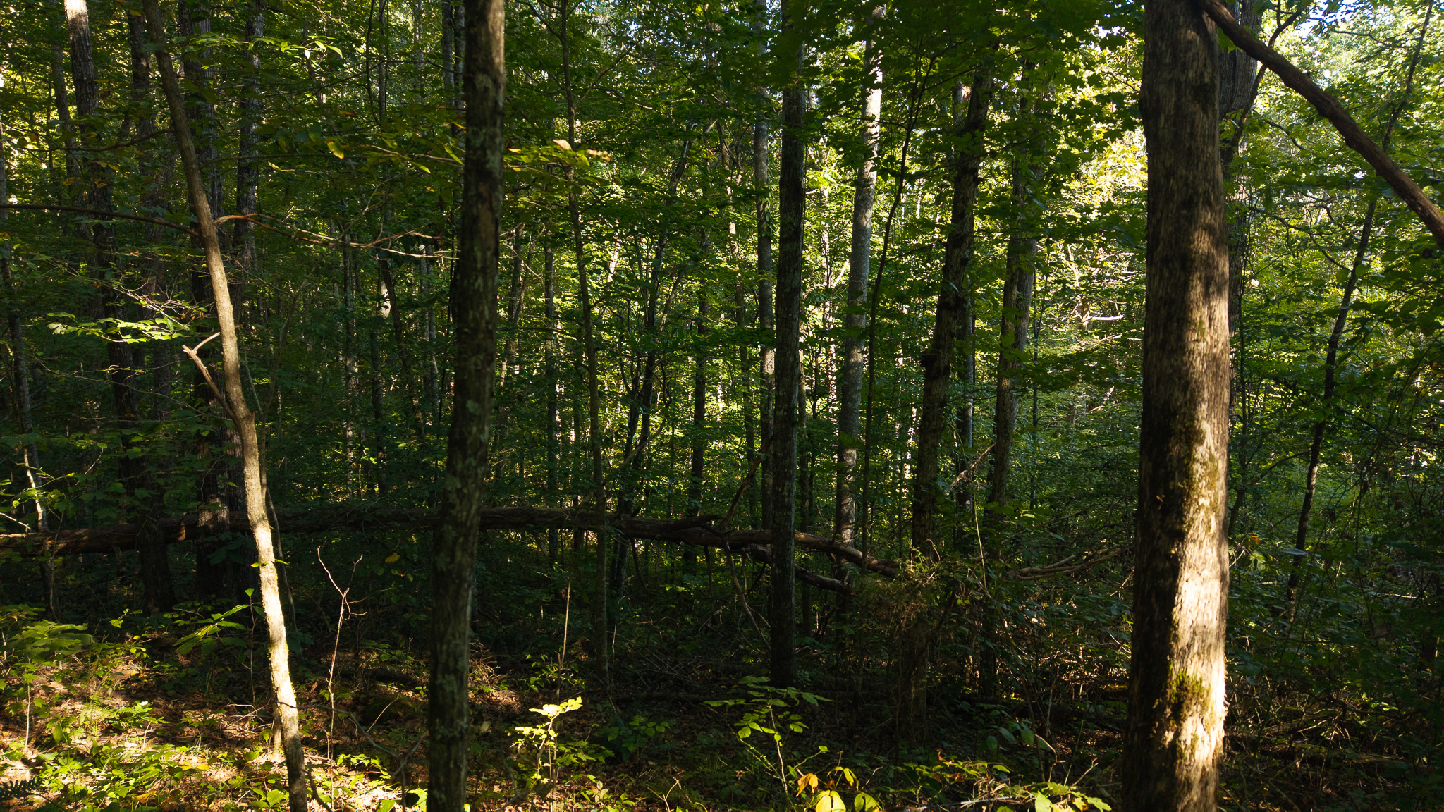 Appalachian Wilderness for Sale at Auction Hancock County TN