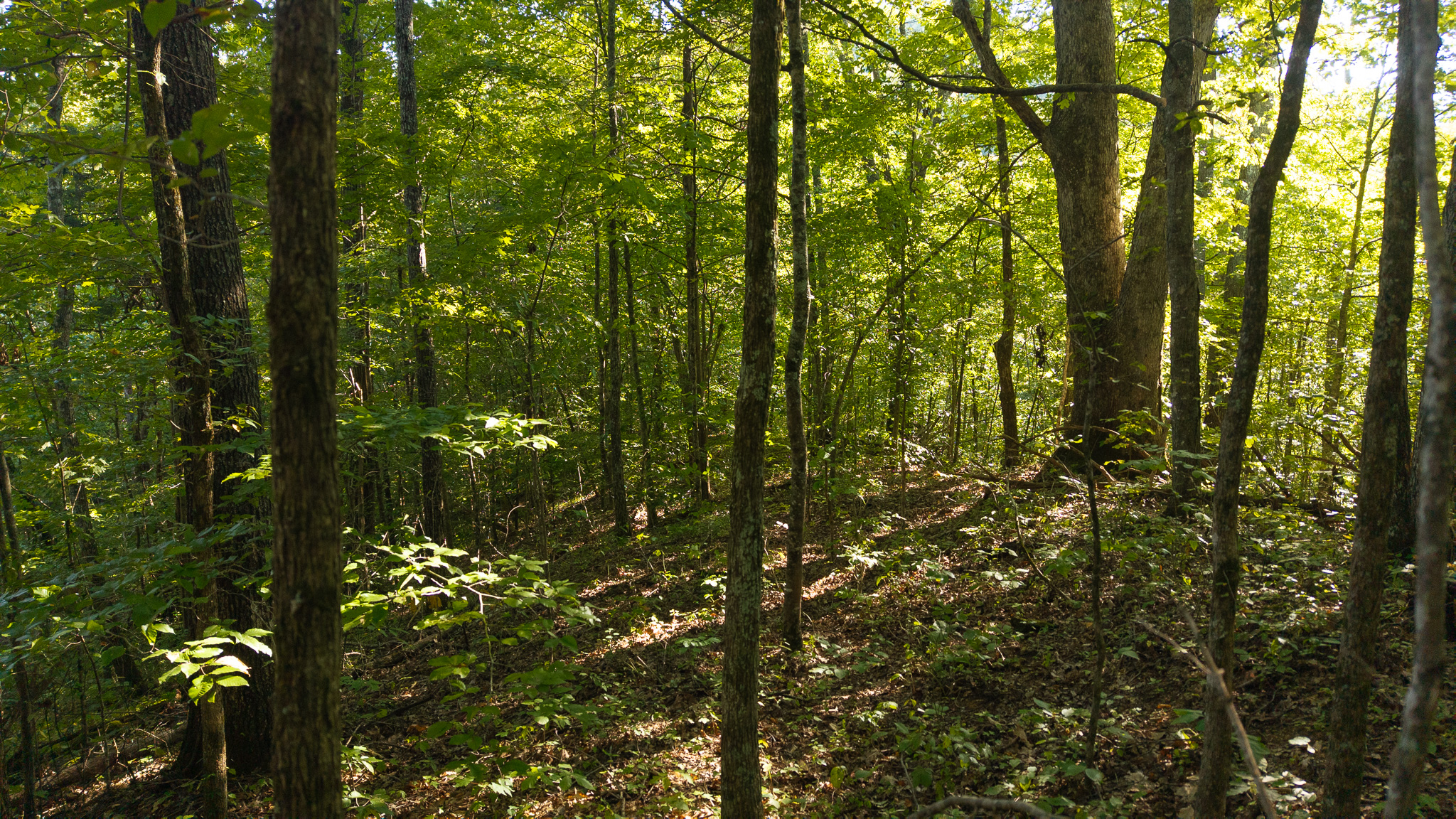 Appalachian Wilderness for Sale at Auction Hancock County TN